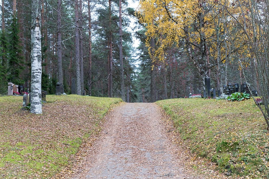 the path, nature, autumn, tree, plant, forest, the way forward HD wallpaper