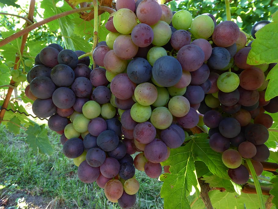 Grapes, White, Wine, Fruit, red, give, ripe, food and drink HD wallpaper