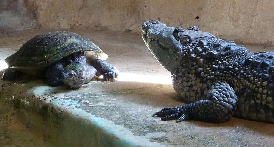 turtle, crocodile, animals, reptile, animal themes, vertebrate HD wallpaper