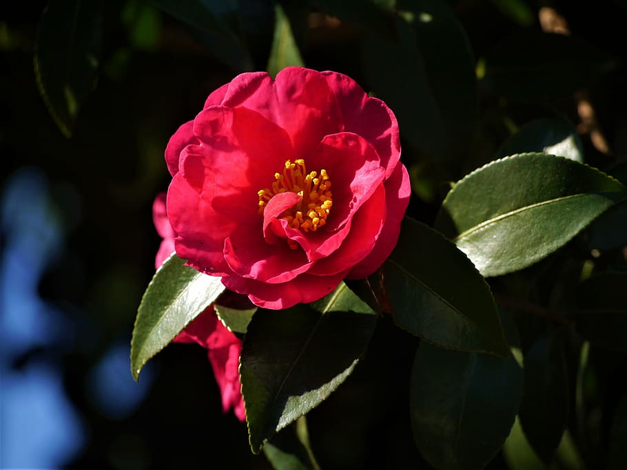 camellia, red, yellow, green, branch, vein, late autumn, leaf, HD wallpaper
