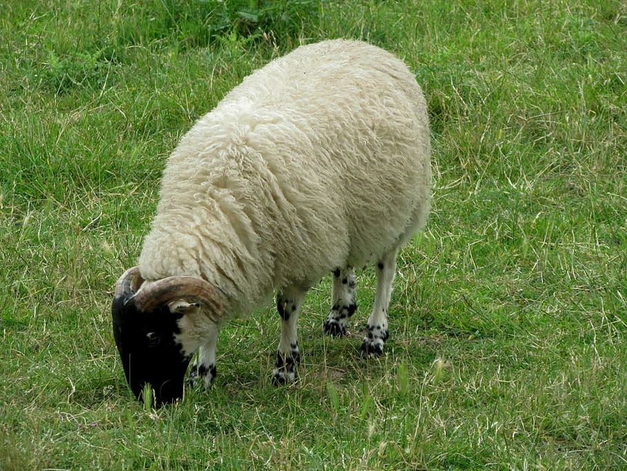 sheep, animals, farm, mammals, animal themes, grass, livestock HD wallpaper