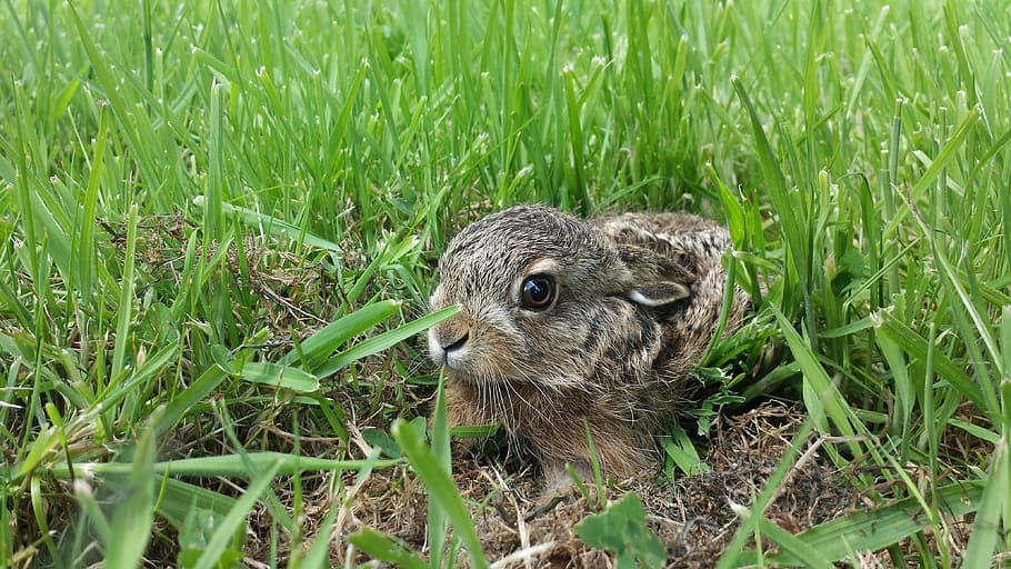 bunny on grass field, rabbit, lapereau, hare, cute, wild, nature, HD wallpaper