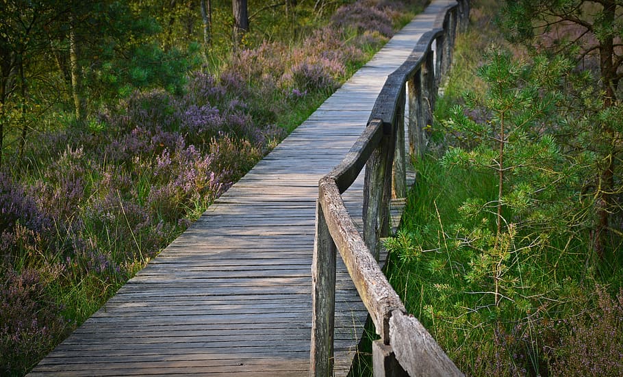Web, Away, Boardwalk, Railing, Grass, nature, the way forward HD wallpaper