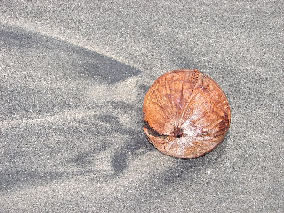 Coconut, Beach, Sand, Tropical, summer, sea, travel, vacation HD wallpaper