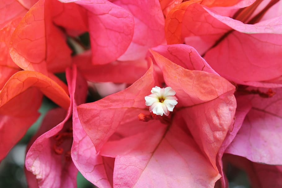 nature, spring, flower, bougainvillea, pink, macro, bloom, flowering plant HD wallpaper