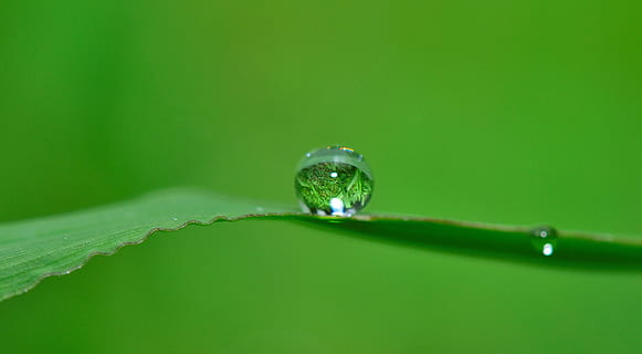 water drops in leaf on shallow focus lens, grass, rain, nature HD wallpaper