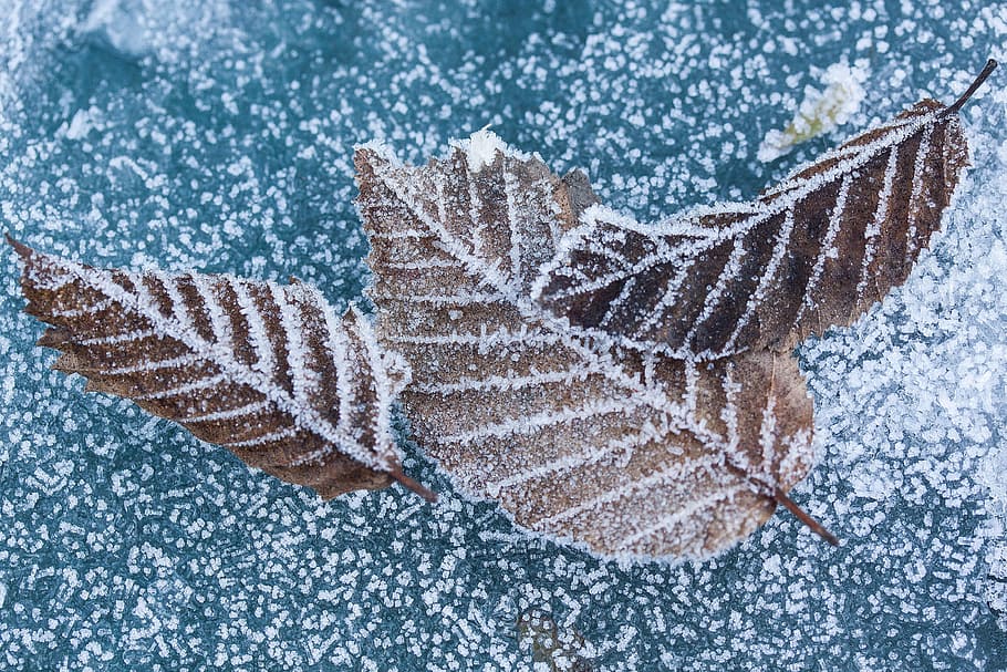 closeup photo of brown leaves, hoarfrost, leaf, beech, rip HD wallpaper