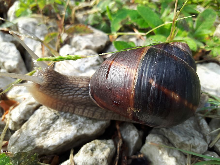 snails, slug, insect, animal wildlife, gastropod, animal themes HD wallpaper