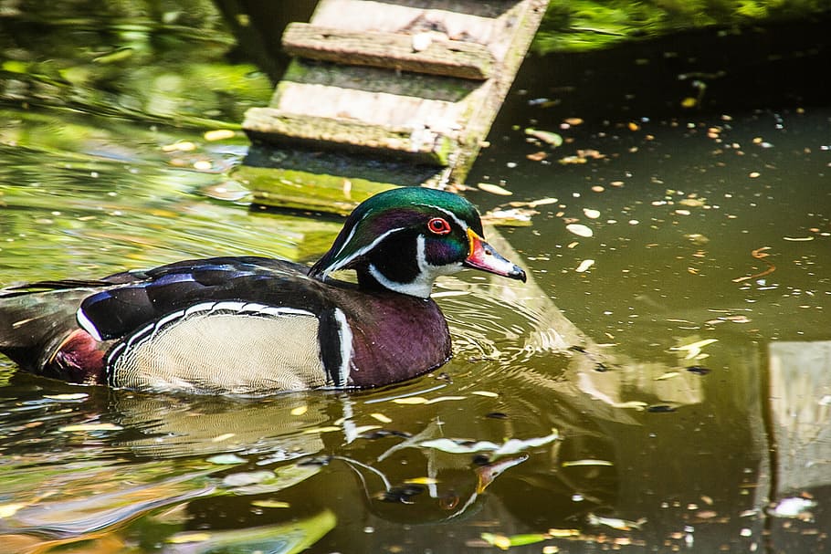 duck, bird, ducks, animal themes, water, animal wildlife, vertebrate HD wallpaper
