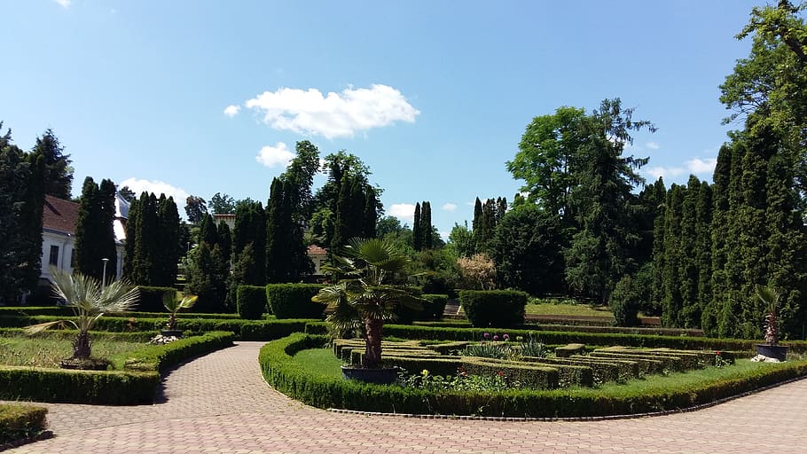 garden, always green, background, plant, tree, sky, nature HD wallpaper