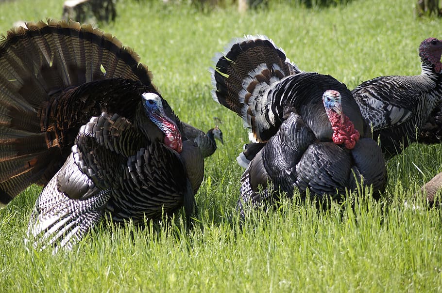 HD wallpaper: several turkeys on grass, thanksgiving, bird, animal themes,  group of animals | Wallpaper Flare