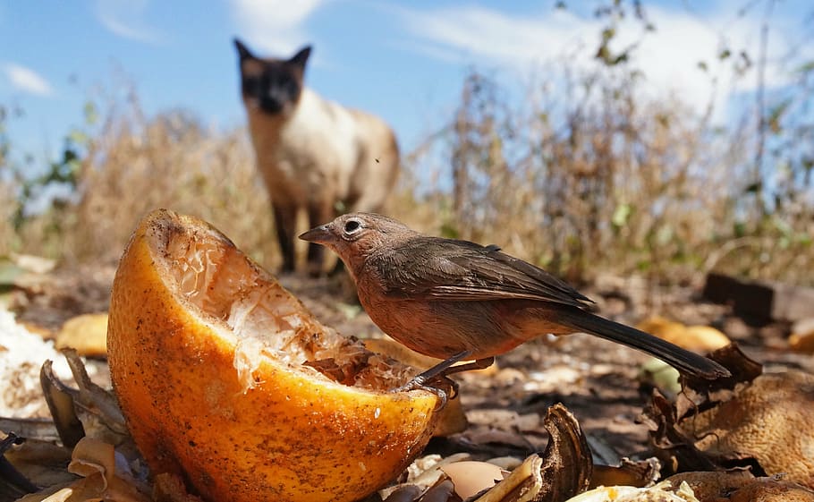 brown bird on fruit peel, prey, hunt, sparrow, nature, cat HD wallpaper
