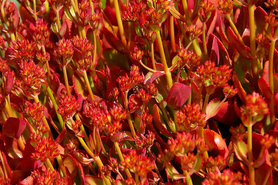 Succulent, Red, Orange, Flowers, Leaves, foliage, garden, australia HD wallpaper