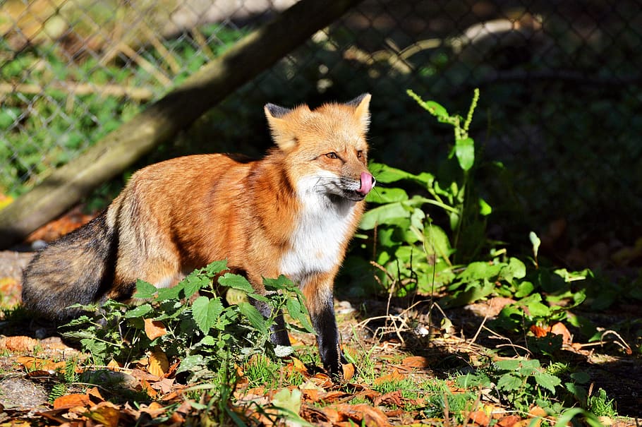 red fox standing near fence during daytime, fuchs, predator HD wallpaper