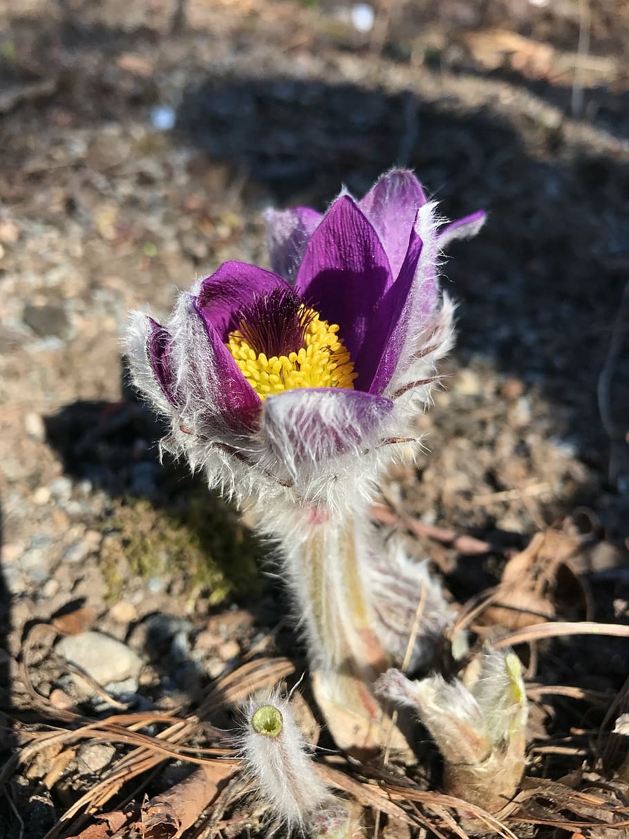 flower, backsippa, spring, flowering plant, fragility, vulnerability HD wallpaper