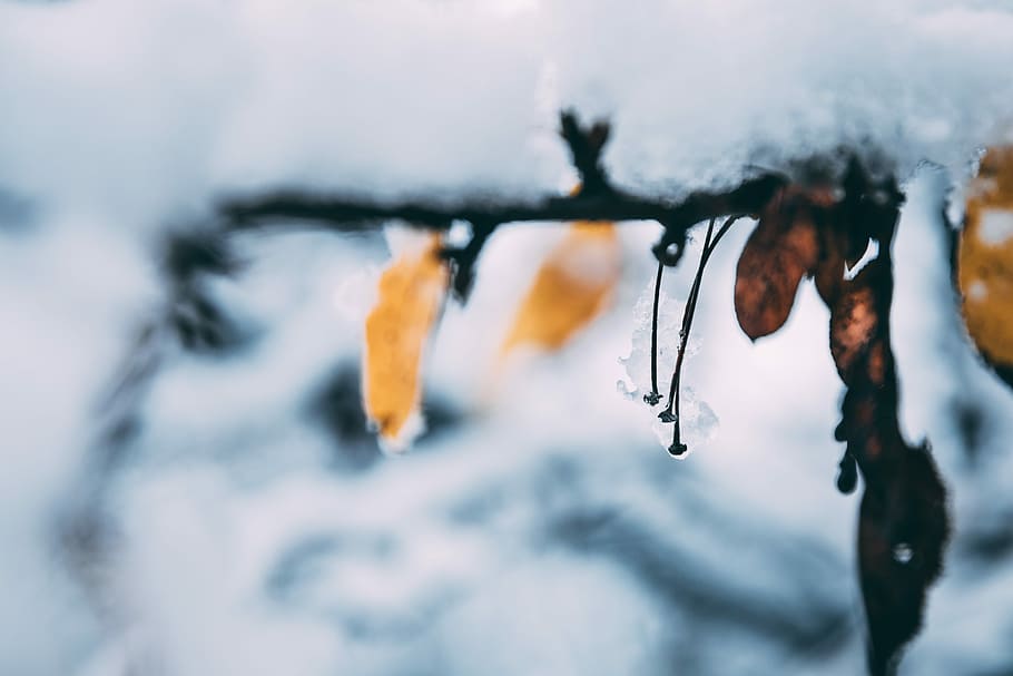 selective focus photography of brown leaf covered with snow at daytime HD wallpaper