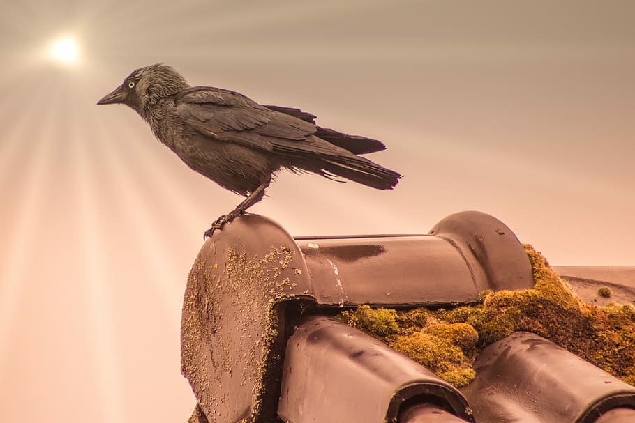 bird, sun, nature, vertebrate, animal wildlife, one animal HD wallpaper