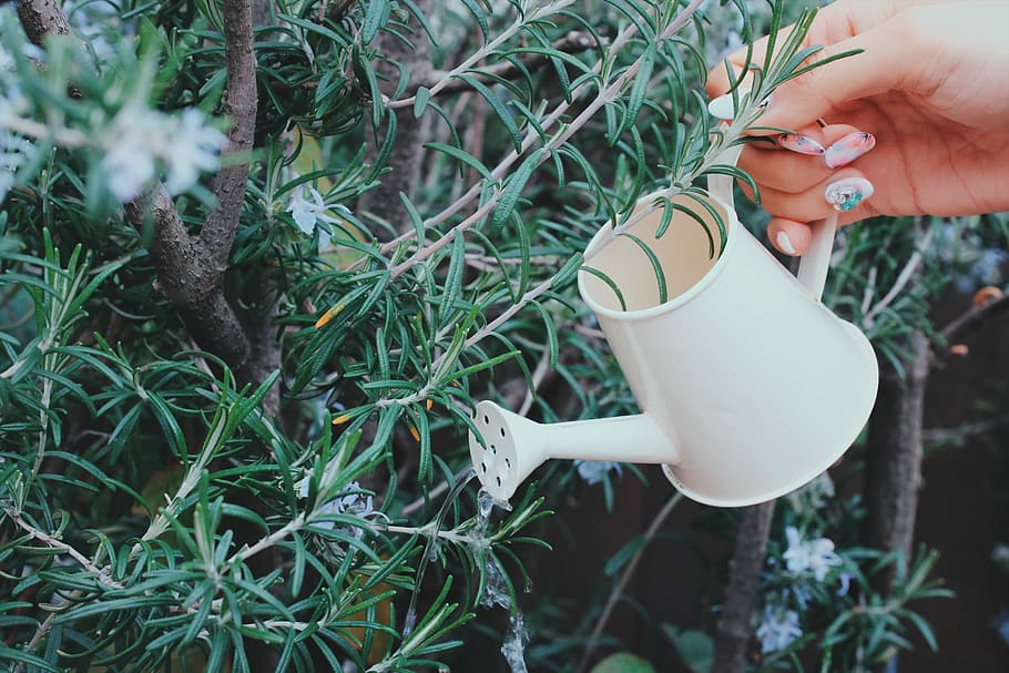 person holding watering can during day time, cup, nature, outdoors HD wallpaper