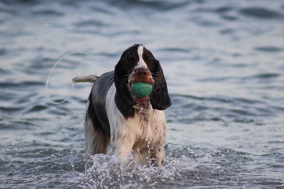 spaniel, mammals, ball, dog, beach, sand, animal themes, water HD wallpaper
