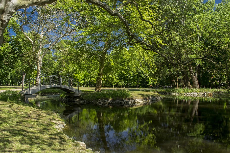 bridge, park, romantic, tree, water, plant, reflection, tranquility HD wallpaper