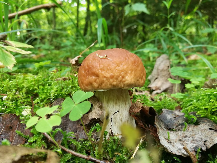 mushrooms, boletus, forest, macro, summer, nature, closeup, HD wallpaper