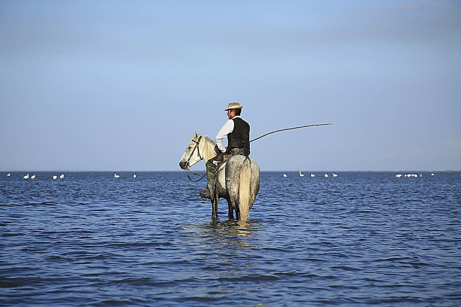 gardian, horse, horses, camargue, animal, white, caliper, animals, HD wallpaper