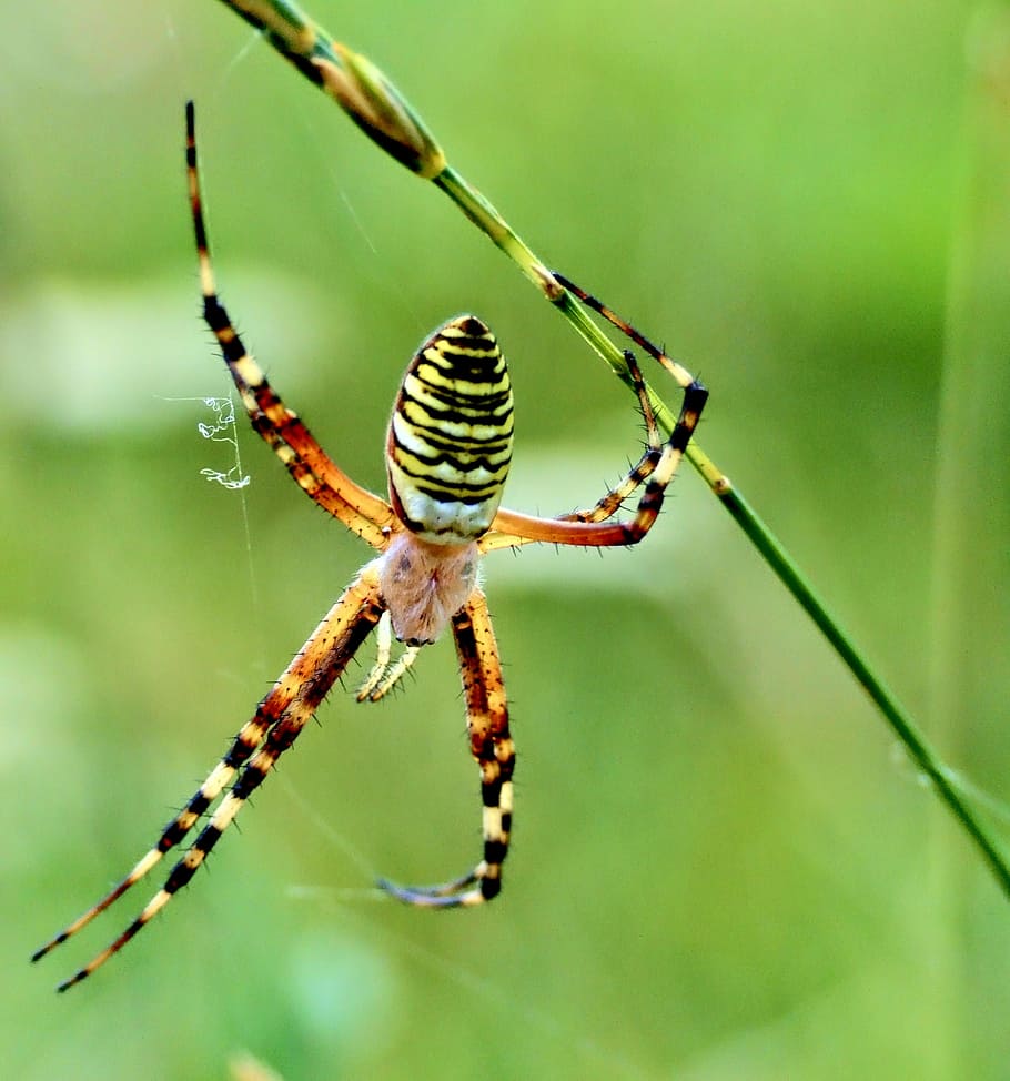 spider, wasp, macro, nature, insect, beauty, insects, meadow HD wallpaper