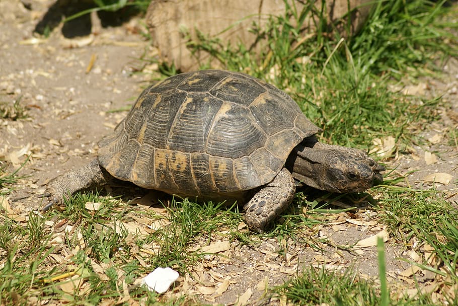tortoise, turtle, reptile, shell, wildlife, animal, animal themes HD wallpaper