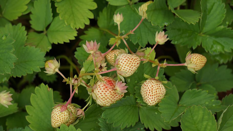 strawberry, matures, blushes, leaf, fruit, plant part, food and drink HD wallpaper