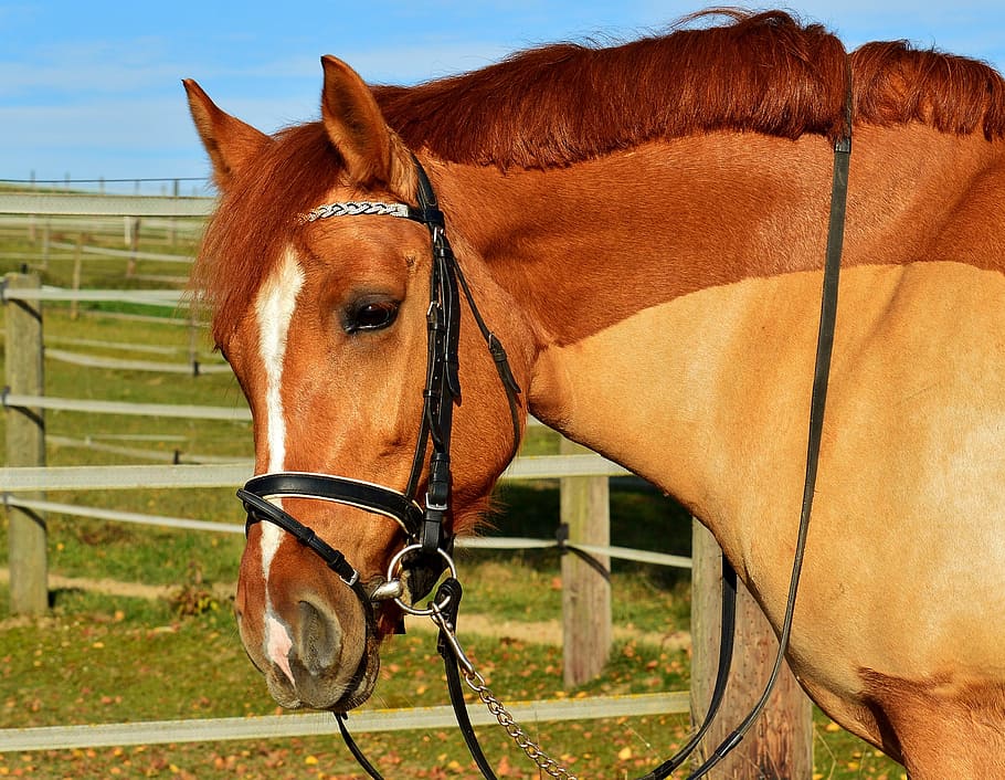 brown and white horse standing near brown fence, coupling, meadow HD wallpaper
