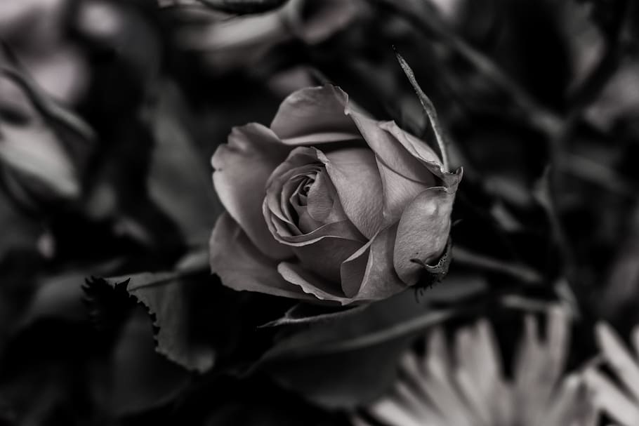 nature, monochrome, flowering plant, beauty in nature, petal HD wallpaper
