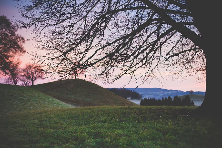 landscape photography of tree on hill, hill surrounded with trees during golden hour HD wallpaper