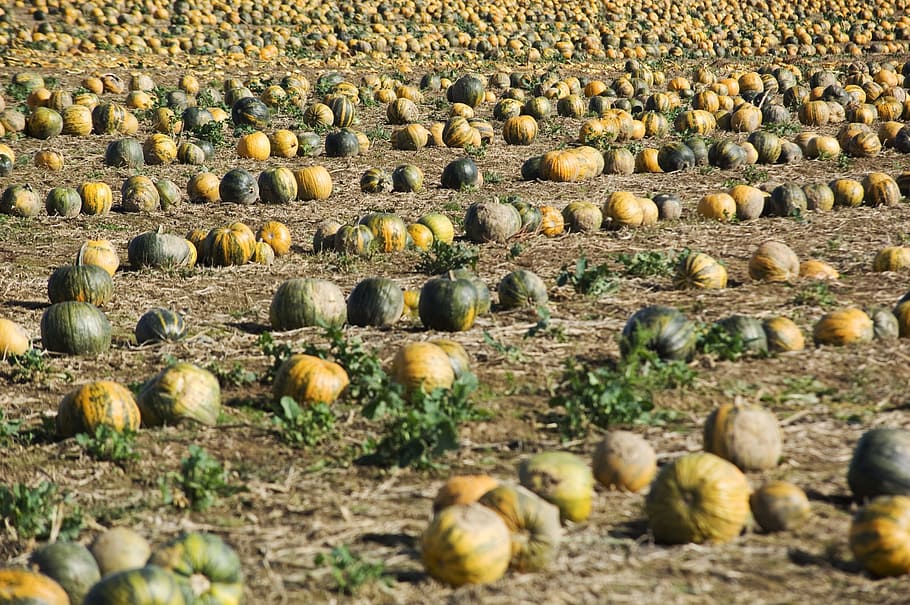 pumpkin, field, squash, pumpkins, agriculture, colorful, harvest time HD wallpaper