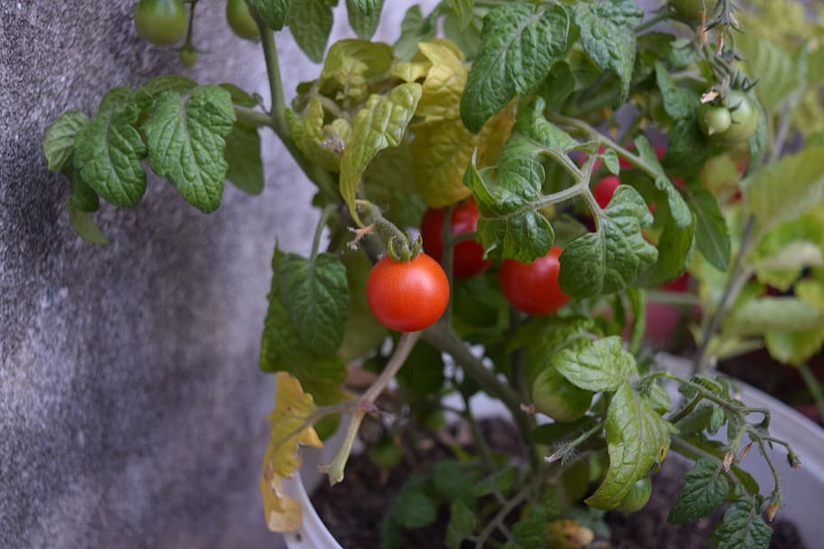 tomato, cherry, vegetables, healthy, red, round, food, cherry tomatoes HD wallpaper
