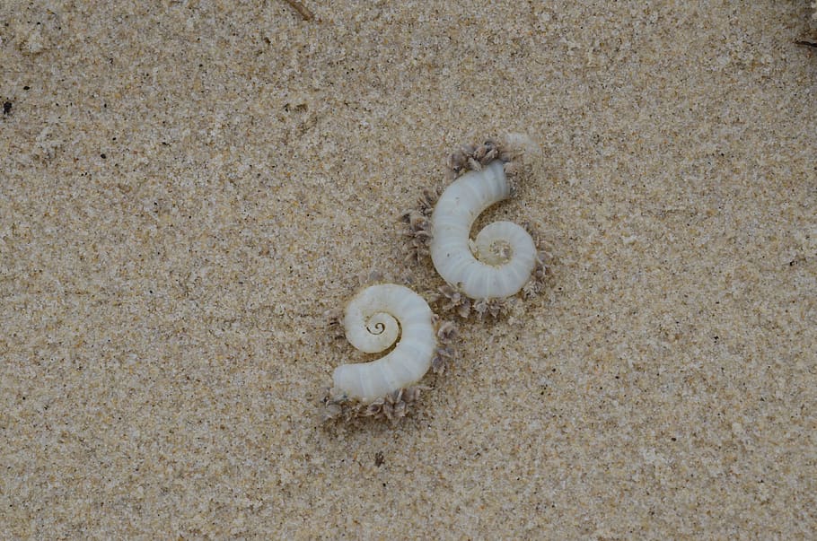 shells, beach, sand, high angle view, animal, land, no people HD wallpaper
