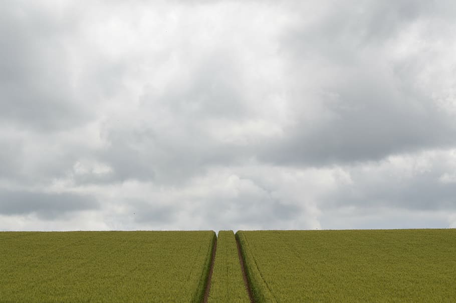 field, wheat, grey, sky, grey sky, green, cloud, france, nature HD wallpaper