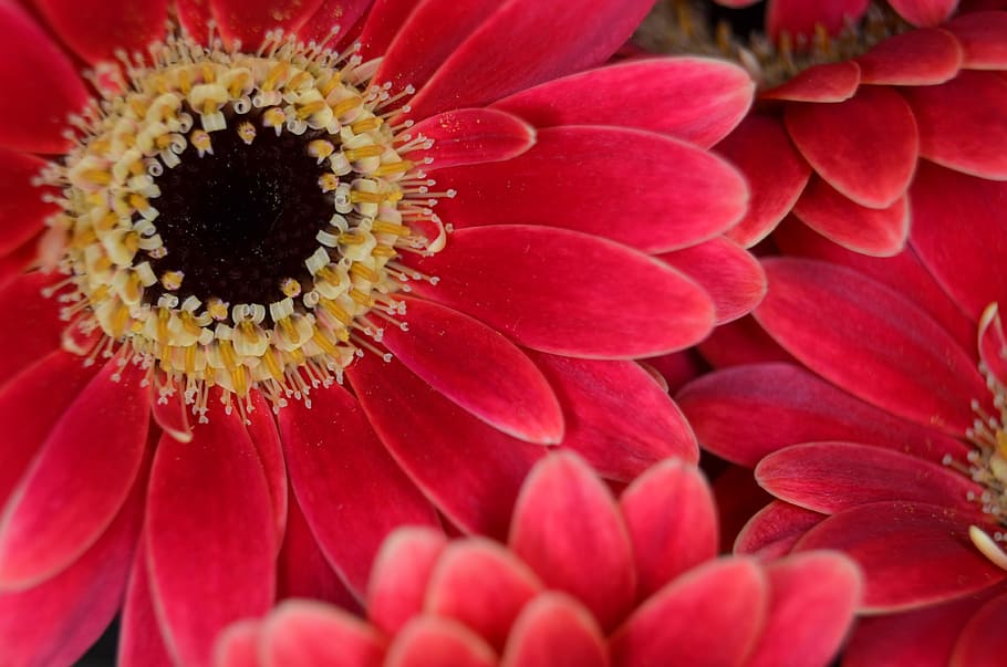 red flowers, Gerbera, Piccolo, Close, germini, macro, romantic HD wallpaper