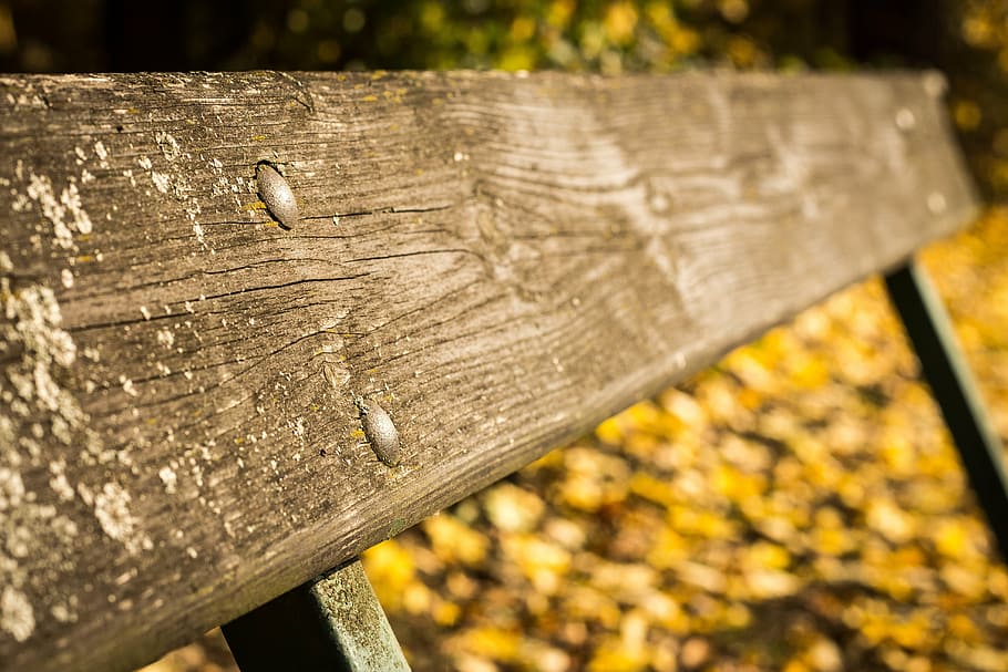 bench, session, sit, autumtexture, rear, woden, park, wood - material HD wallpaper