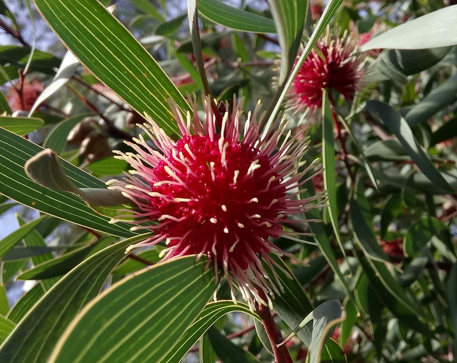 hakea, blossom, red, flora, nature, australia, plant, growth HD wallpaper