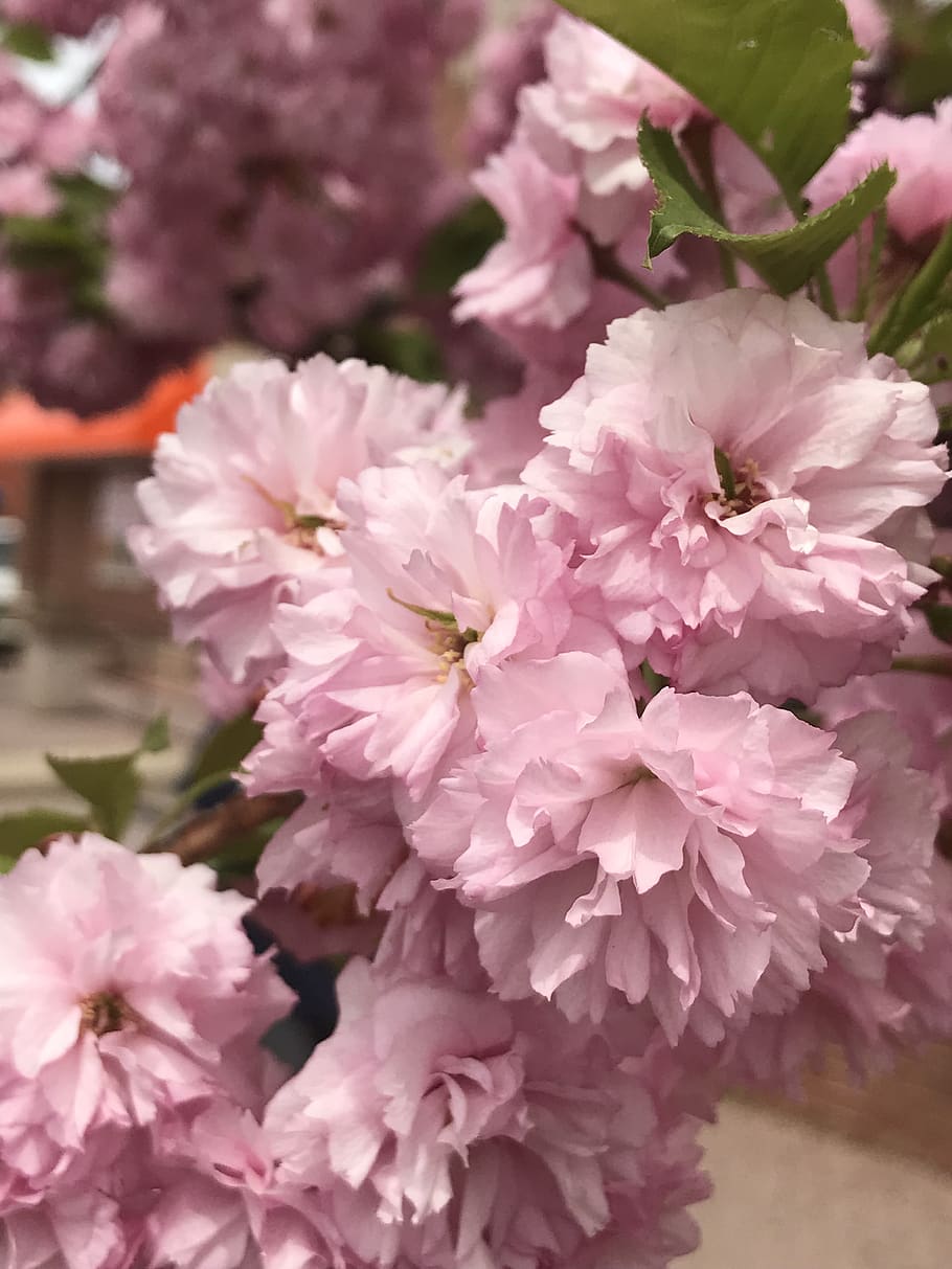 flowers, spring, pink, flowering plant, fragility, vulnerability HD wallpaper