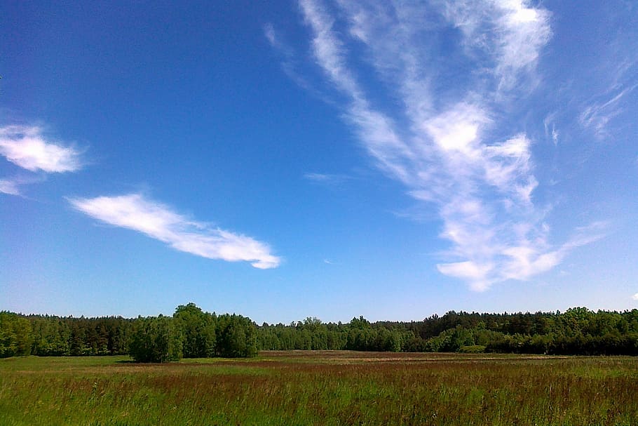 sky, trees, landscape, horizon, nature, summer, blue, cloud HD wallpaper
