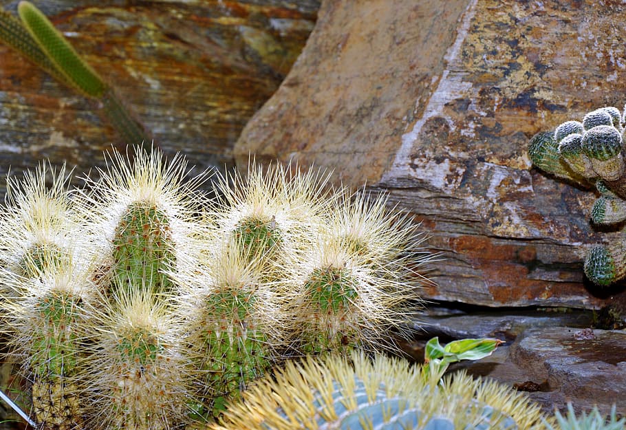 cactus, spur, green, prickly, plant, thorns, nature, pointed HD wallpaper