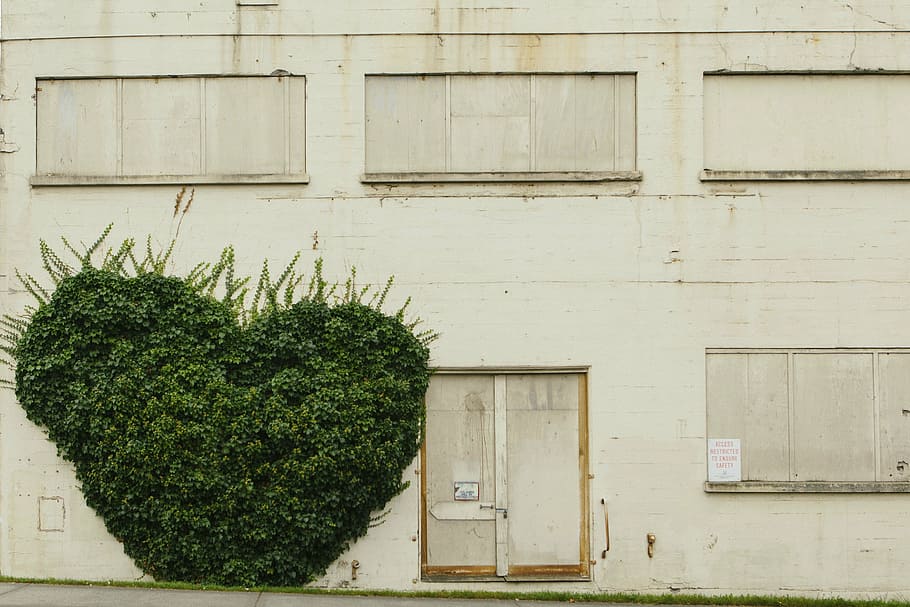 green bush plant in front of building, architecture, infrastructure HD wallpaper