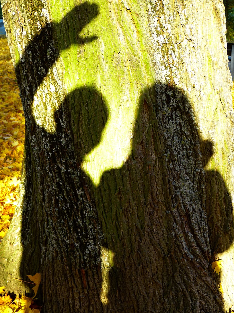 shadow, outline, light, shadow play, tree trunk, sunlight, nature HD wallpaper