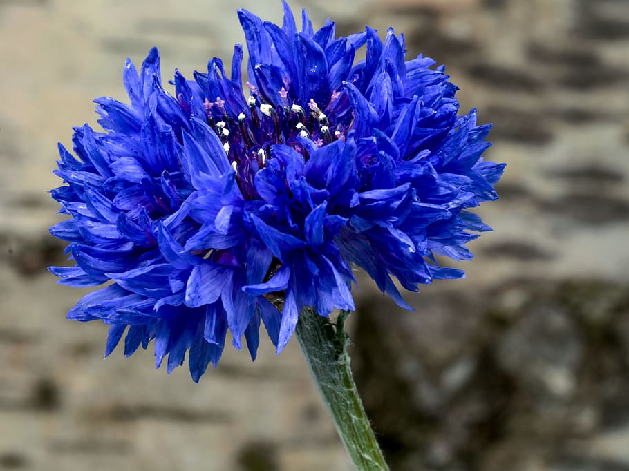 Flowers, Cornflower, Blue, Macro, nature, purple, plant, close-up HD wallpaper