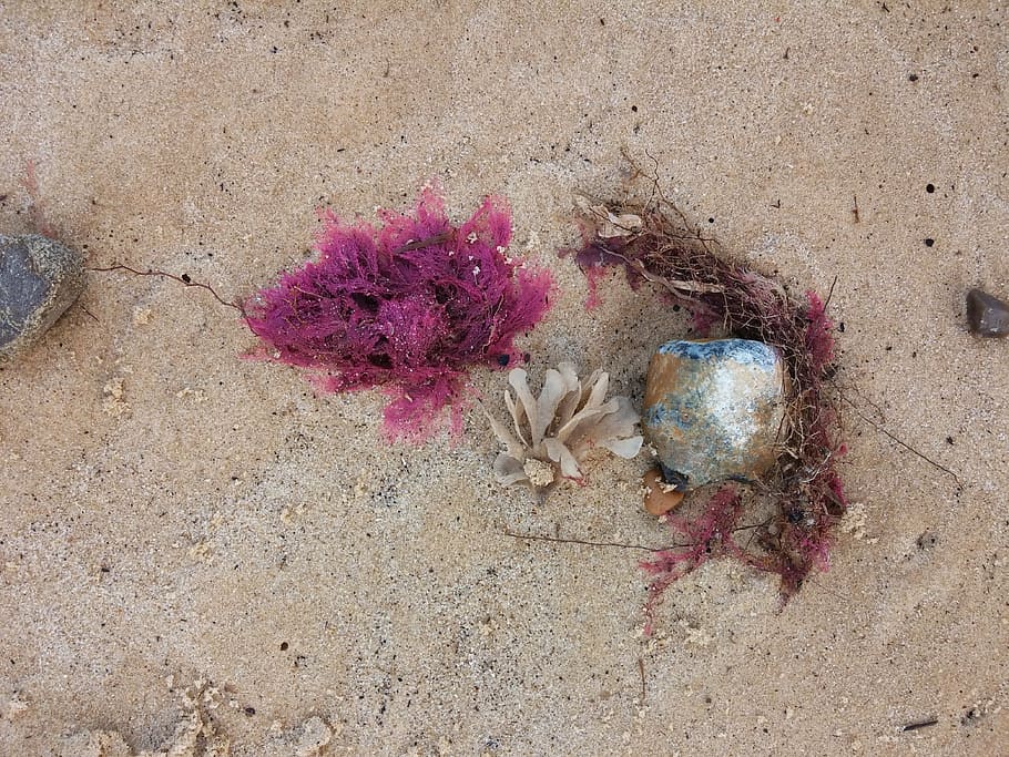 sand, beach, seaweed, red, beach sand, land, nature, no people HD wallpaper