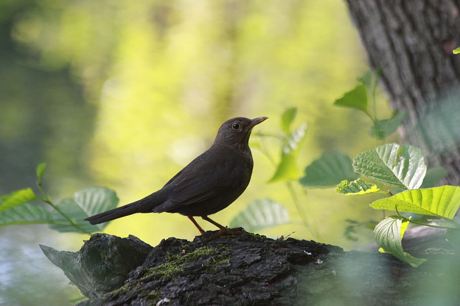 bird, forest, tree, kos, vertebrate, animal themes, animals in the wild HD wallpaper