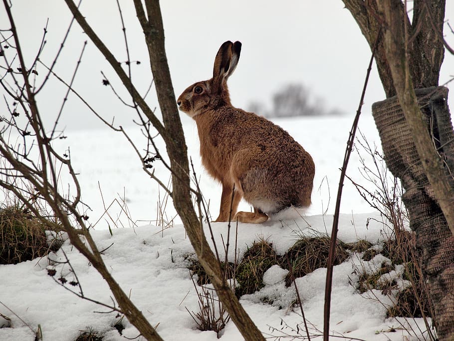 hare, rabbit, freilebend, winter, long eared, long ear rabbit HD wallpaper