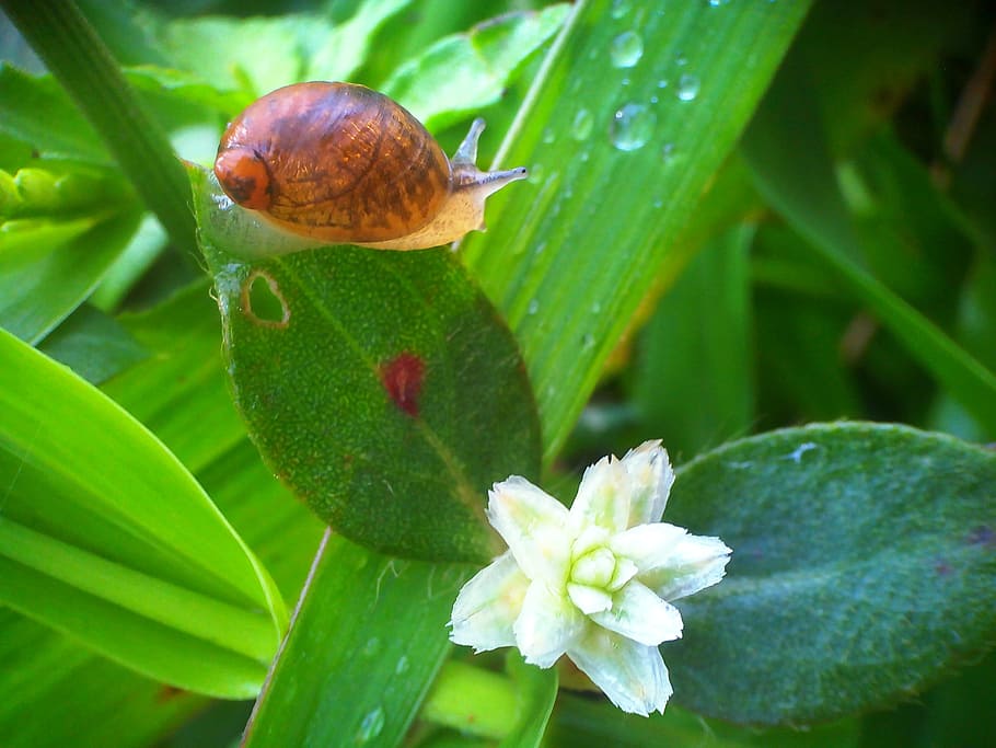 animals, flowers, dew, snail, green, morning, leaf, plant, plant part HD wallpaper