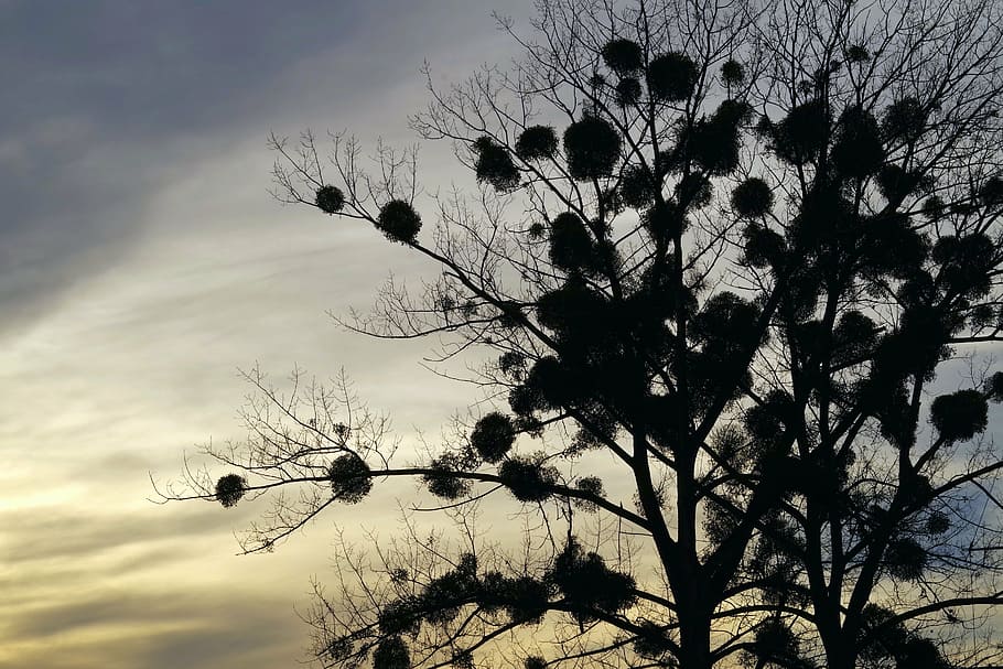 mistletoe, tree, the parasite, sunset, colorful, sky, golden HD wallpaper